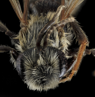 Andrena confederata, M, Face, Calvert Co