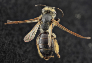 Andrena confederata, U, Back, PG county, MD