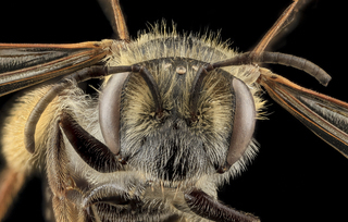 Andrena confederata, U, Face, PG county, MD
