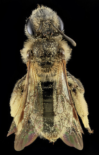 Andrena fenningeri, F, Back, Bowie, Maryland