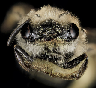 Andrena fenningeri, F, Face, Bowie, Maryland
