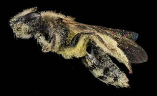 Andrena fenningeri, F, Side, Bowie, Maryland