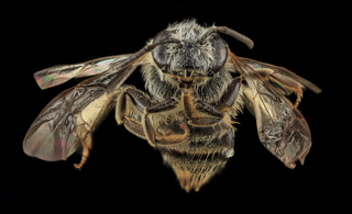 Andrena heraclei, U, Face, PG county, MD