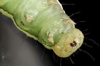 Anticarsia gemmatalis, Velvetbean Caterpillar Moth, larva, face