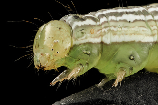 Anticarsia gemmatalis, Velvetbean Caterpillar Moth, larva, head side