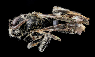 Andrena neonana, Male, Back, Maryland, Wicomico County