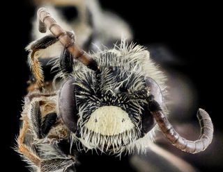Andrena neonana, Male, Face, Maryland, Wicomico County