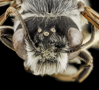 Megachile frugalis, M, Face, Pg County, MD