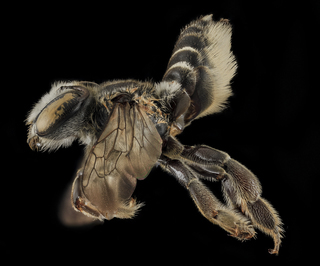 Megachile integrella, F, Side, NC, Moore County