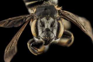 Megachile integrella, F, face, Moore County, NC