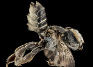 Megachile integrella, F, side, Moore County, NC