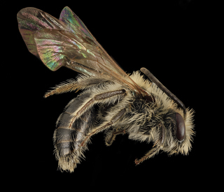 Andrena fenningeri, M, Side, TN, Sevier County, Amber