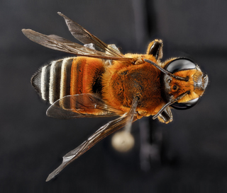 Megachile lanata, female, back