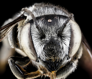 Megachile pseudobrevis, female, face