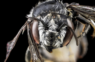 Megachile timberlakei, unknown, face