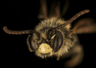Andrena brevipalpis, M, face, Caroline County