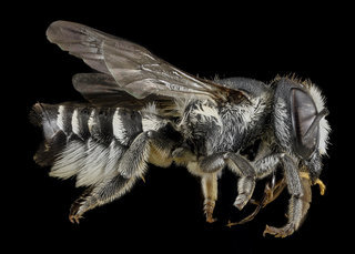 Megachile apicalis, female, right side