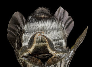 Megachile apicalis, female, underside of abdomen