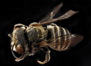 Megachile apicalis, male, back