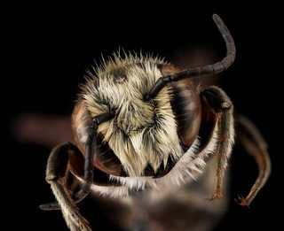 Megachile apicalis, male, face