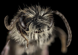 Andrena fenningeri, M, Face, TN, Sevier County