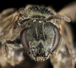 Lasioglossum occidentale, F, Face, WY, Lincoln County