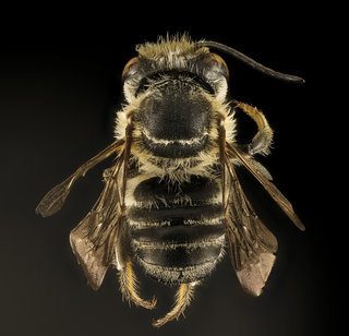 Megachile petulans, M, back, Dorchester Co, MD