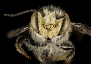 Megachile petulans, M, face, Dorchester Co, MD