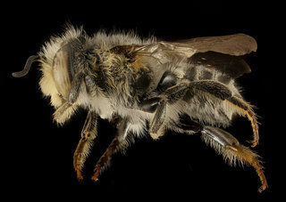 Megachile petulans, M, side, Dorchester Co, MD
