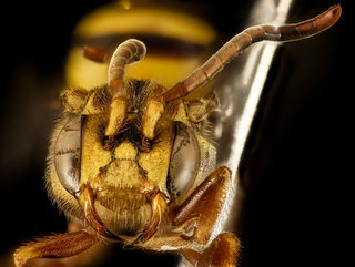 Nomada fragariae, F, Face, MD, PG County