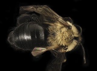 Andrena carlini, f, back, Cecil Co. Maryland