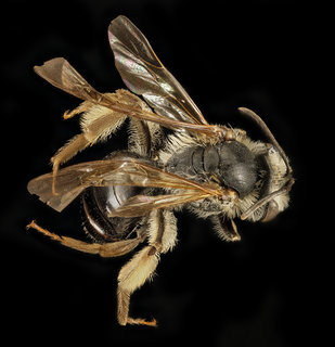 Andrena confederata, f, back, Pr Georges Co, MD