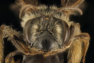 Andrena confederata, f, face, Pr Georges Co, MD