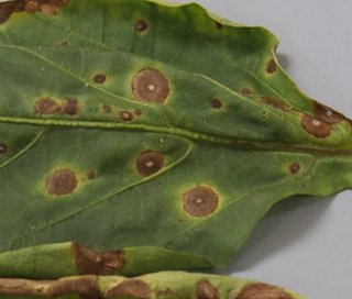 Cercospora sp complex, cercospora leaf spot