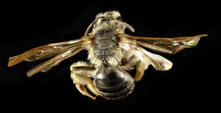 Andrena heraclei, f
