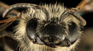 Andrena heraclei, f, face