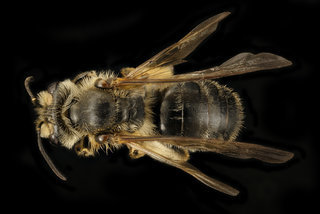Andrena illini, f, back, Somerset Co, MD