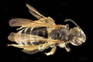 Andrena robertsonii, f, back, Baltimore Co, MD