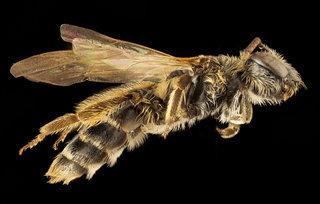 Andrena robertsonii, f, side, Baltimore Co, MD