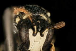 Hylaeus leptocephalus, m, face, Dorchester Co, MD