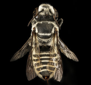 Megachile coquilletti, f, back, Pima Co. Tucson, AZ
