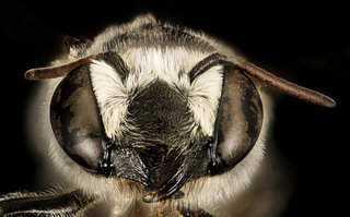 Megachile coquilletti, f, face, Pima Co. Tucson, AZ