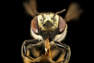 Megachile petulans, f, face, Charleston Co., SC