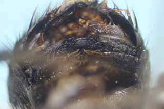 Osmia bucephala, m, sternites, Denny Johnson