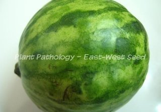 Potyvirus sp watermelon mosaic virus 1