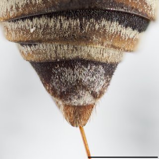 Epeolus pusillus, F mm X