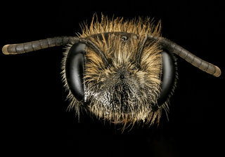 Andrena fenningeri, f, face, Pr. Georges Co. MD