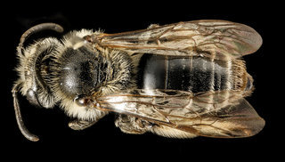Andrena morrisonella, f, back, Talbot Co, MD