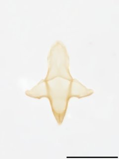 Epeolus pusillus, mm Xb