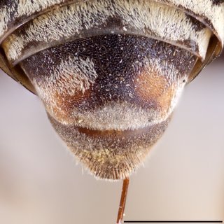 Epeolus rufomaculatus, F mm Xb-comp